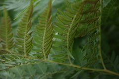 Pteridium pinetorum