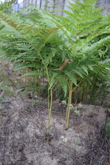 Pteridium pinetorum