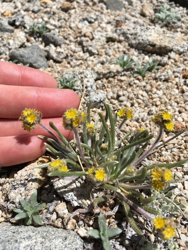 Image of Ivesia muirii by (c) Martin Purdy, some rights reserved (CC BY)
