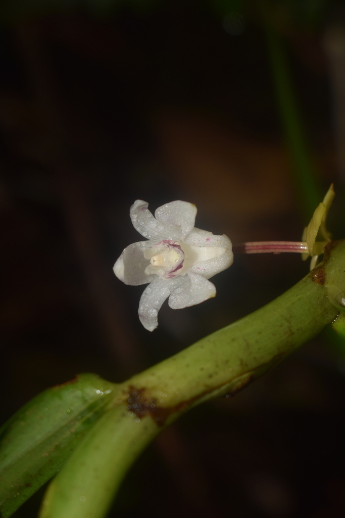 Cylindrolobus benmabantae