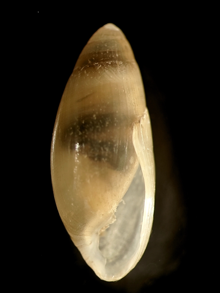 Auriculastra