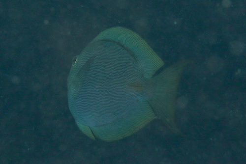 Acanthurus nubilus observed 2024-12-10