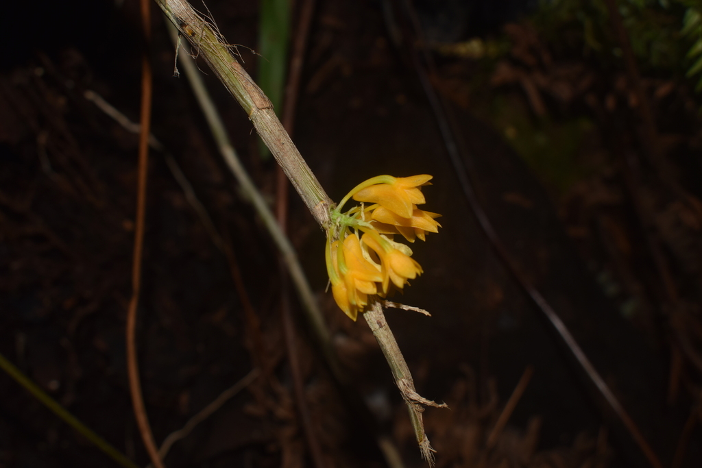 Dendrobium tiongii Cootes 3