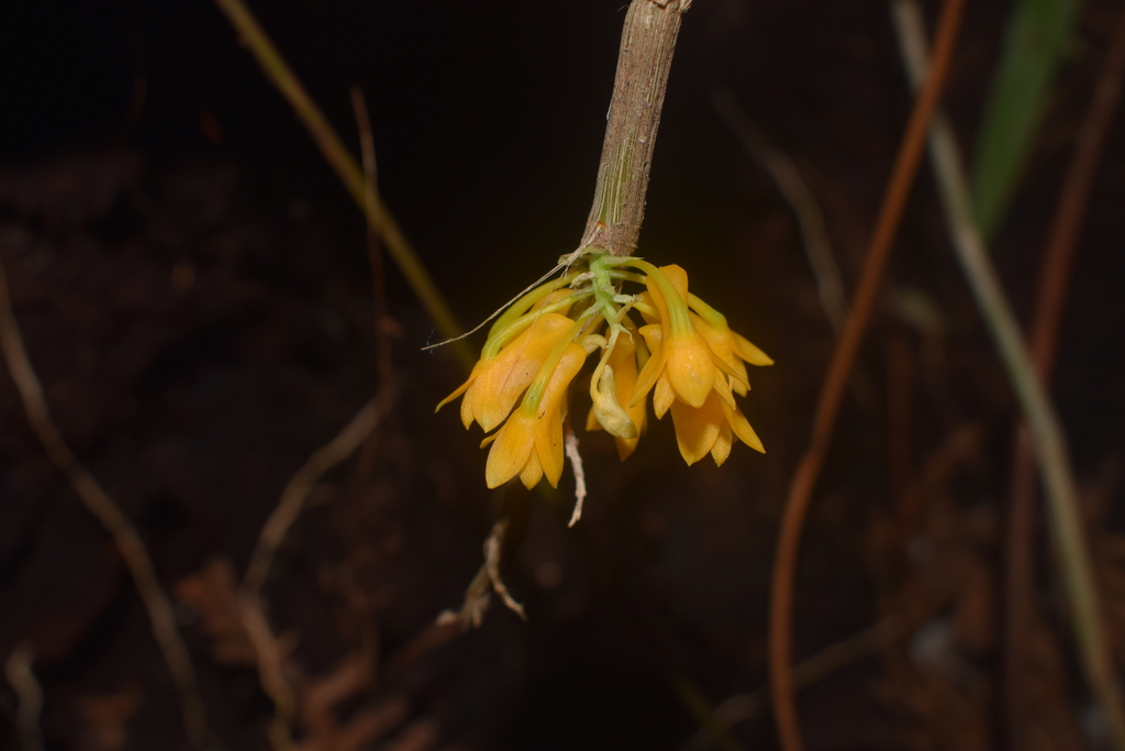 Dendrobium tiongii Cootes 2