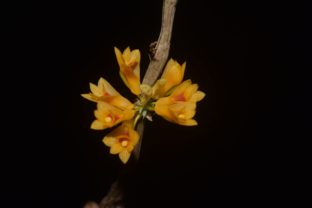 Dendrobium tiongii Cootes 4