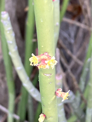 Euphorbia rossiana, photograph (c) Aaron Liston, some rights reserved (CC BY)