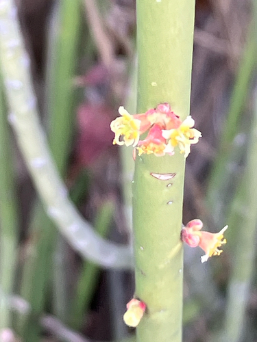 Euphorbia rossiana, photograph 3