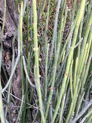 Euphorbia rossiana, photograph (c) Aaron Liston, some rights reserved (CC BY)