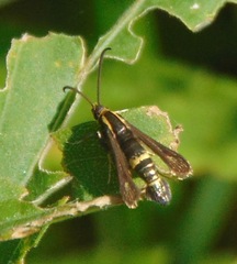 Carmenta pyralidiformis