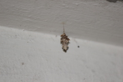 Brachycyttarus griseus