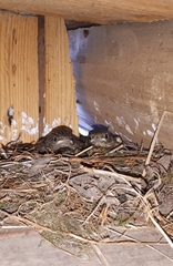 Phoenicurus phoenicurus