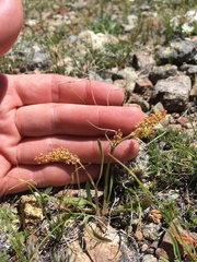 Rumex paucifolius