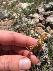 Rumex paucifolius