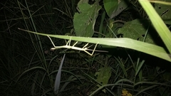 Pseudosermyle tridens