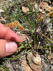 Rumex paucifolius
