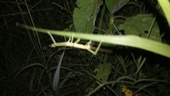 Pseudosermyle tridens