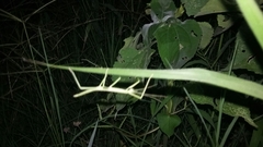 Pseudosermyle tridens