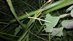 Pseudosermyle tridens