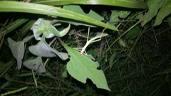 Pseudosermyle tridens