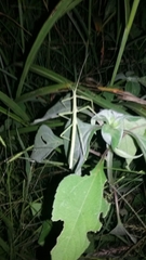 Pseudosermyle tridens