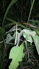 Pseudosermyle tridens