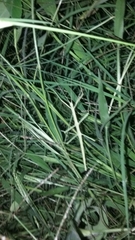 Pseudosermyle tridens