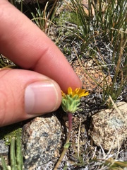 Pyrrocoma apargioides