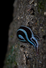 Newzealandia