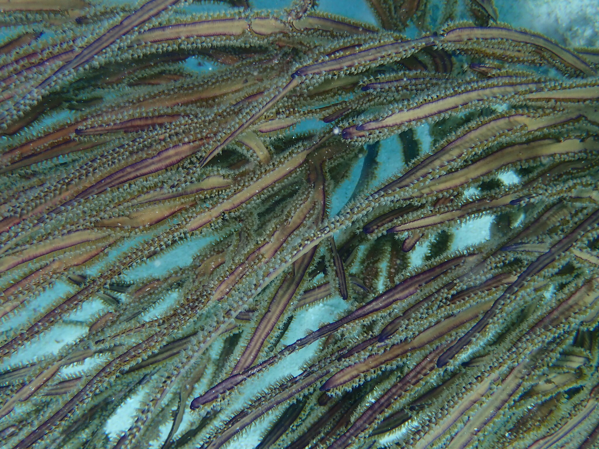 Pterogorgia anceps (Pallas, 1766)