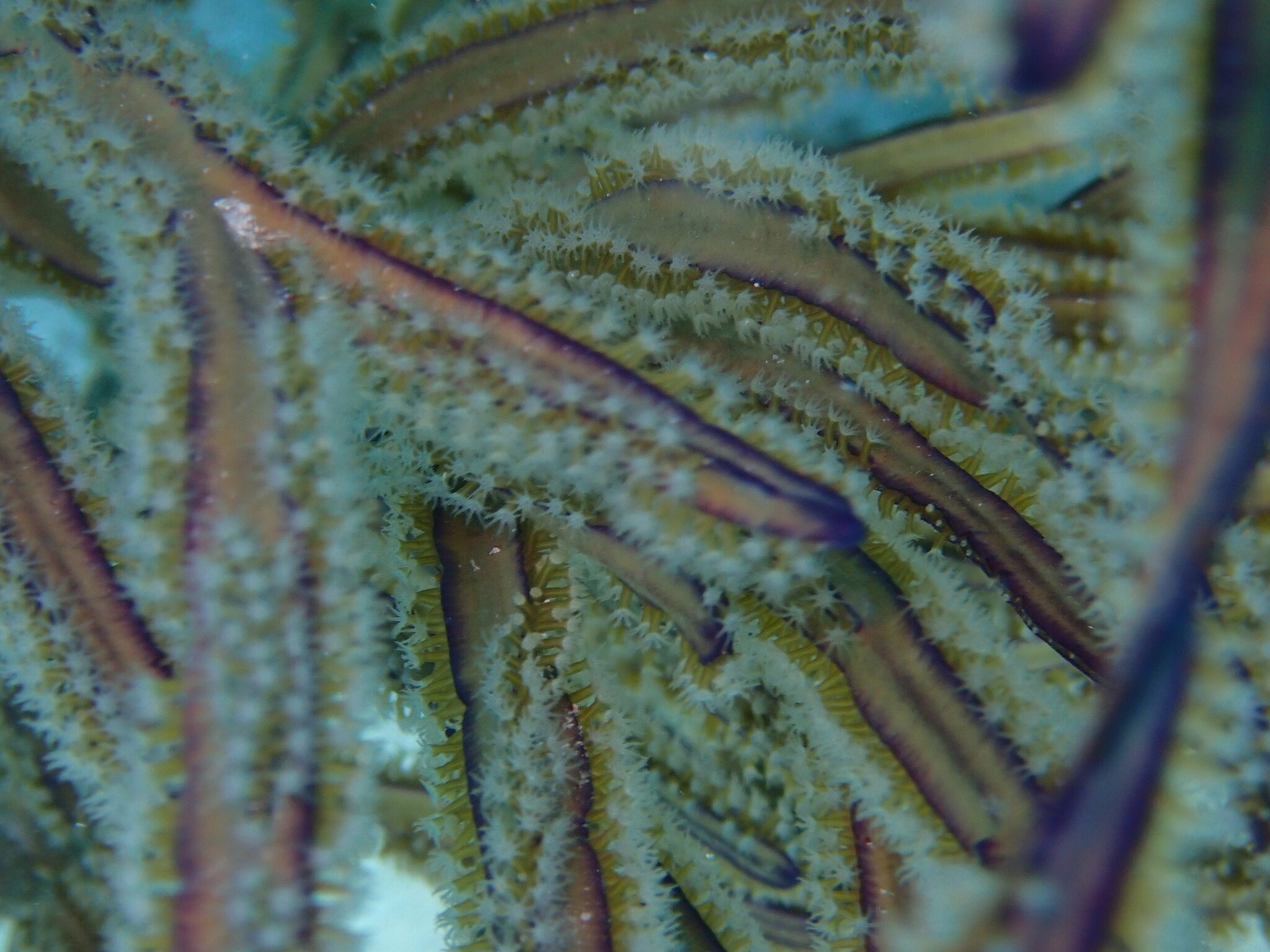 Pterogorgia anceps (Pallas, 1766)
