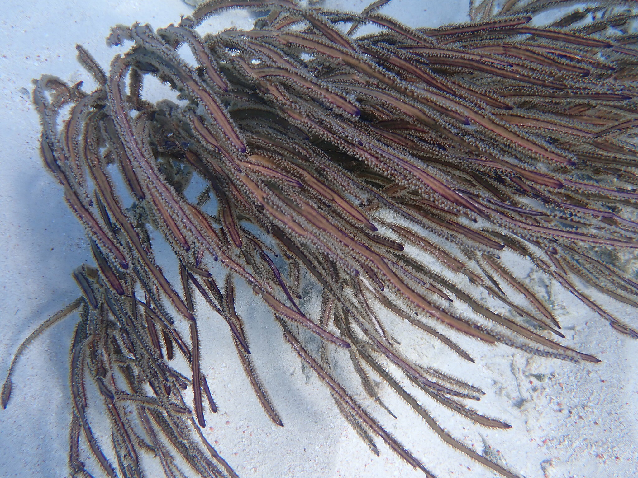 Pterogorgia anceps (Pallas, 1766)