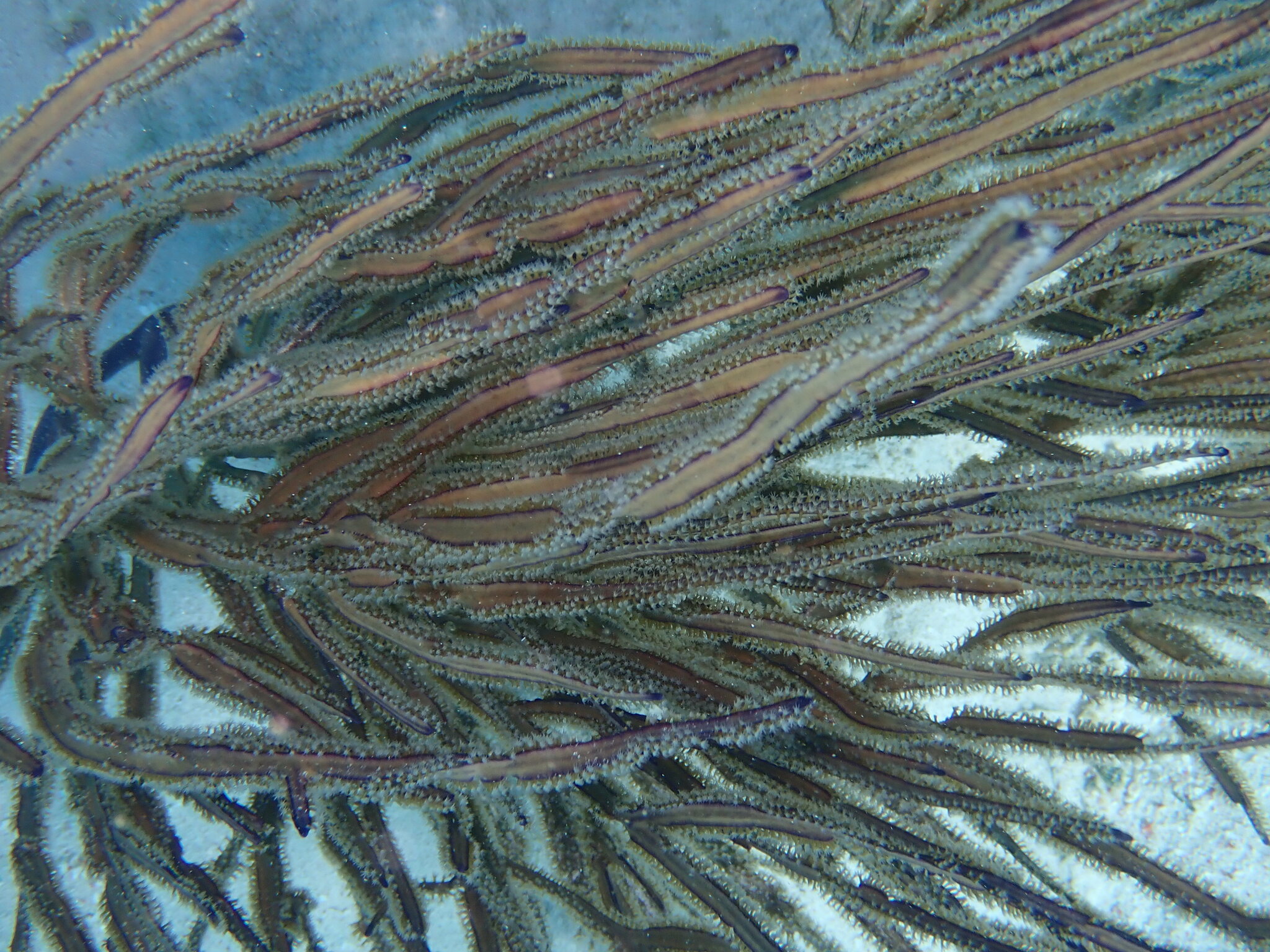 Pterogorgia anceps (Pallas, 1766)
