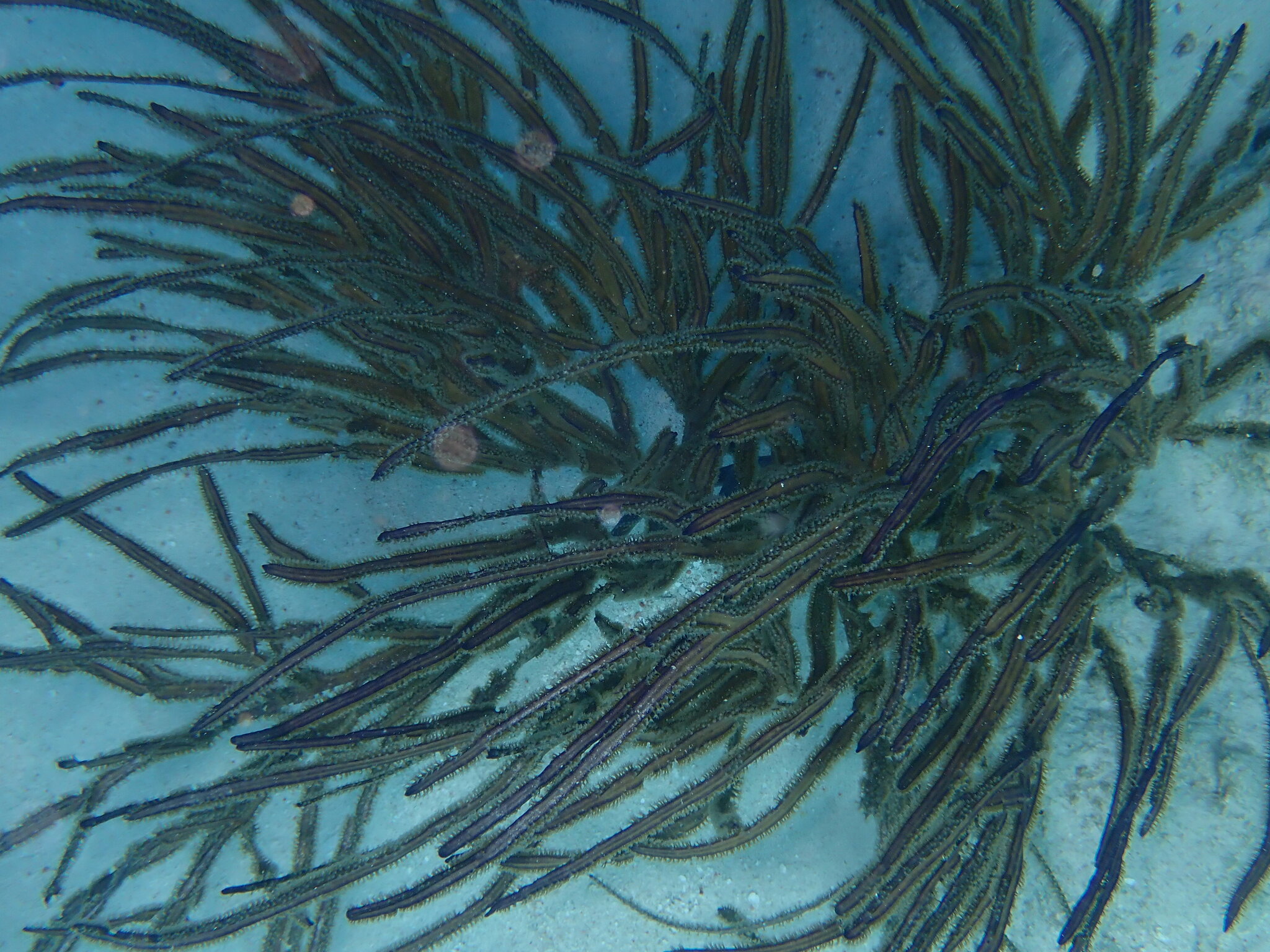 Pterogorgia anceps (Pallas, 1766)