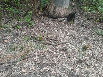 Coastal Carpet Python sighting