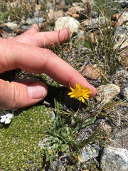 Pyrrocoma apargioides