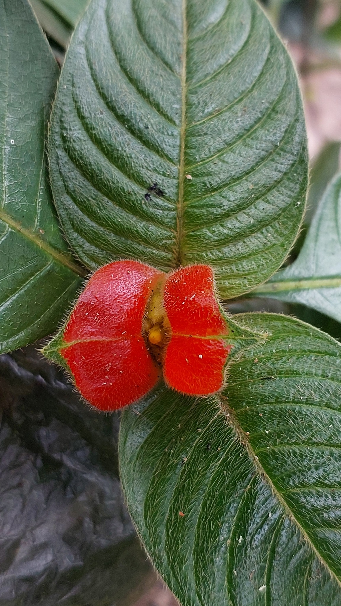 Palicourea tomentosa