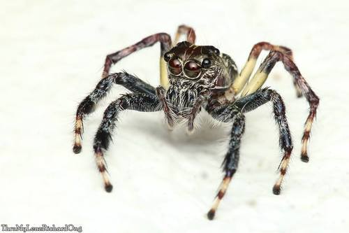 Pancorius magnus