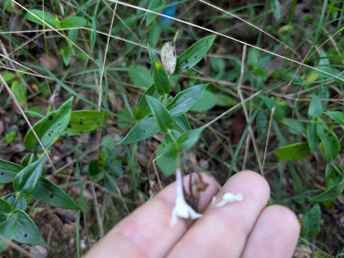 Kadua parvula observed 2024-12-19