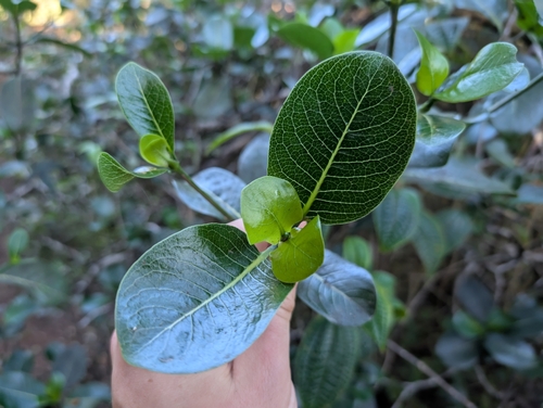 Psychotria hathewayi observed 2024-12-19