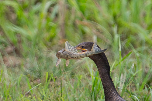 Squaliforma emarginata — Loricariidae — 3