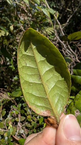 nispero cimarron (Symplocos lanata)