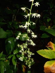 Stenanthium gramineum
