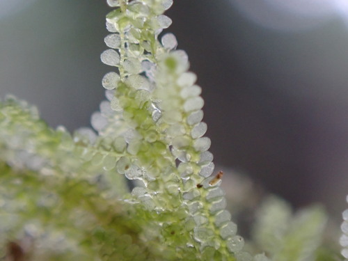 Lejeunea flava