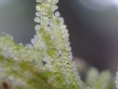 Yellow pouncewort
