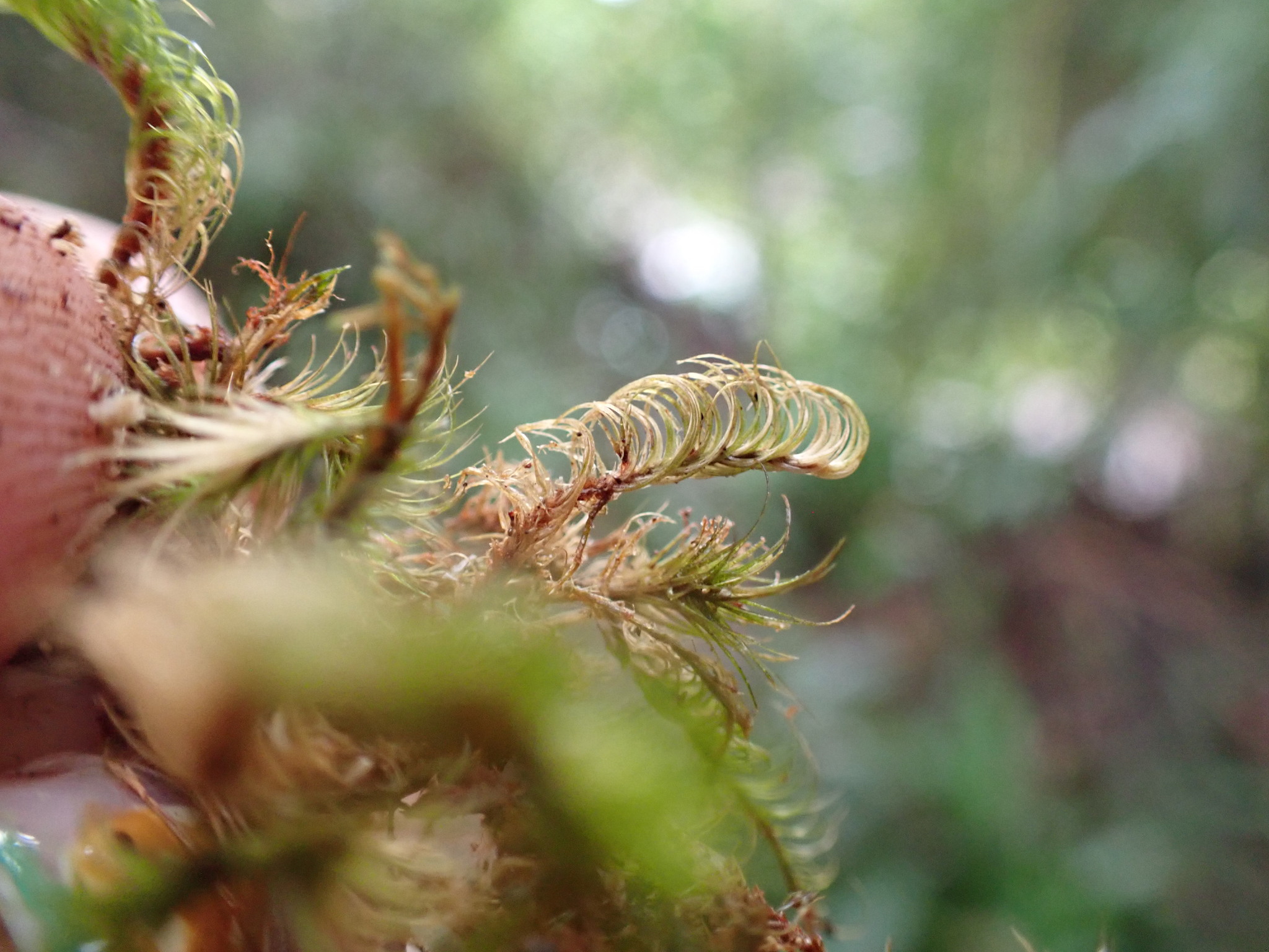 Campylopus incurvatus