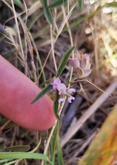 Eamonn Culhane, CC BY, iNaturalist via GBIF Cullen parvum, photograph Eamonn Culhane, CC BY, iNaturalist via GBIF