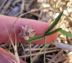 Eamonn Culhane, CC BY, iNaturalist via GBIF Cullen parvum, photograph Eamonn Culhane, CC BY, iNaturalist via GBIF