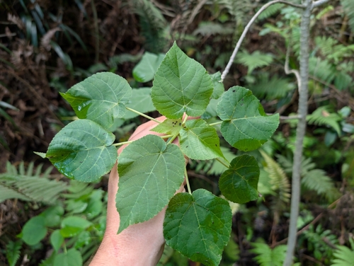 Image of Urera kaalae by (c) Damien Wallace, some rights reserved (CC BY)