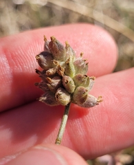 Eamonn Culhane, CC BY, iNaturalist via GBIF Cullen parvum, photograph Eamonn Culhane, CC BY, iNaturalist via GBIF