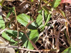 Cullen parvum, photograph Eamonn Culhane, CC BY, iNaturalist via GBIF